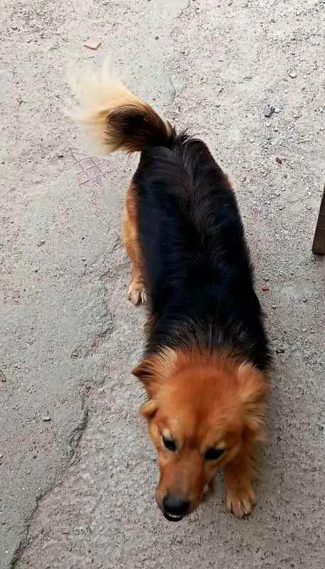 Cachorro raça  idade 1 ano nome Raby 