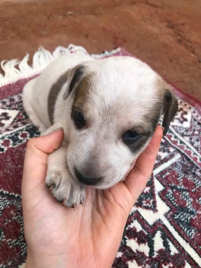 Cachorro ra a  idade Abaixo de 2 meses nome Filhote para adoção 