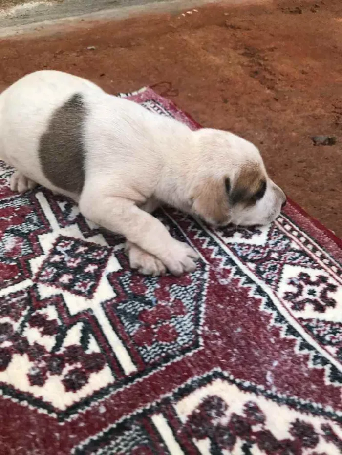 Cachorro ra a  idade Abaixo de 2 meses nome Filhote para adoção 