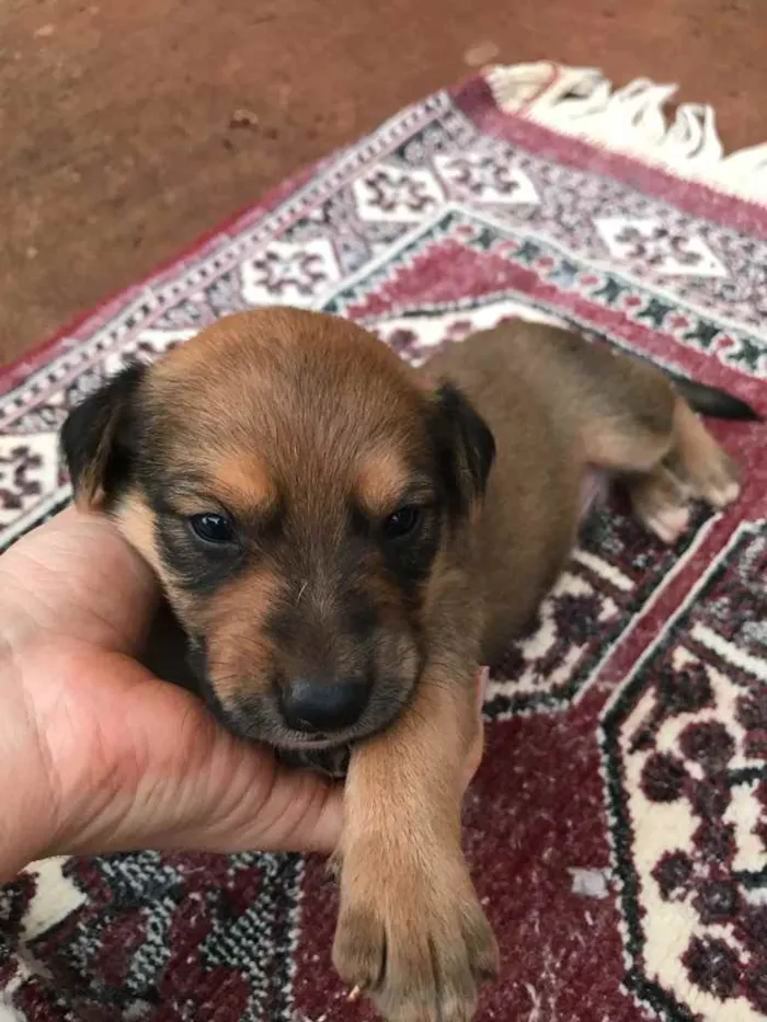 Cachorro ra a  idade Abaixo de 2 meses nome Filhote para adoção 