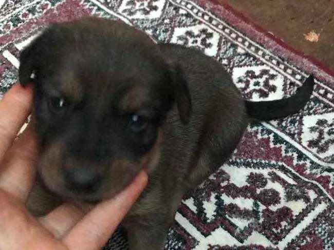 Cachorro ra a  idade Abaixo de 2 meses nome Filhote para doação 