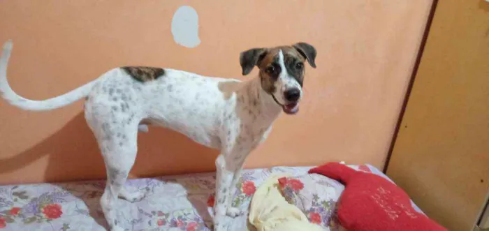 Cachorro ra a vira lata idade 1 ano nome Petoco