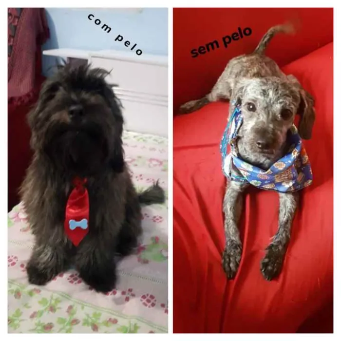 Cachorro ra a Puldoo com lhasa idade 1 ano nome Snooop