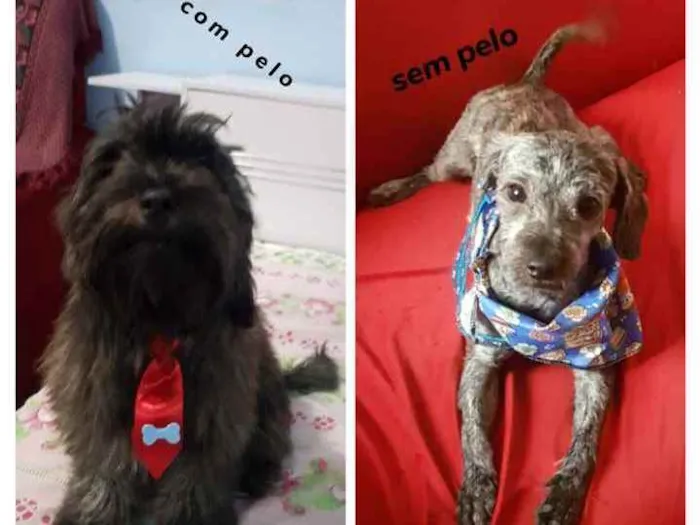 Cachorro ra a Puldoo com lhasa idade 1 ano nome Snooop