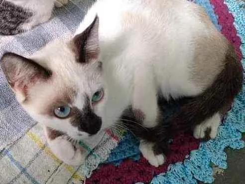Gato ra a SRD idade 2 a 6 meses nome Sem nome