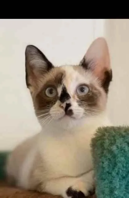 Gato ra a SRD idade 2 a 6 meses nome Sem nome