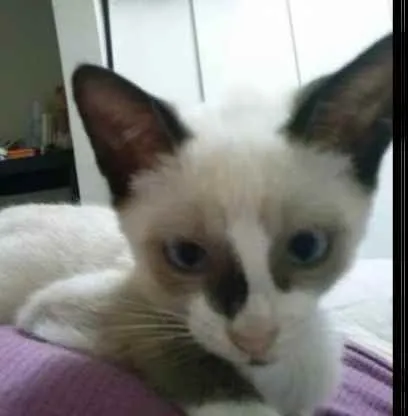 Gato ra a SRD idade 2 a 6 meses nome Sem nome