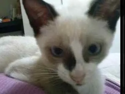 Gato ra a SRD idade 2 a 6 meses nome Sem nome