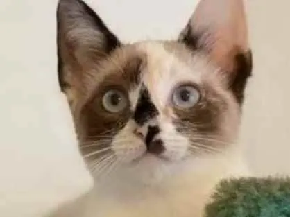 Gato ra a SRD idade 2 a 6 meses nome Sem nome