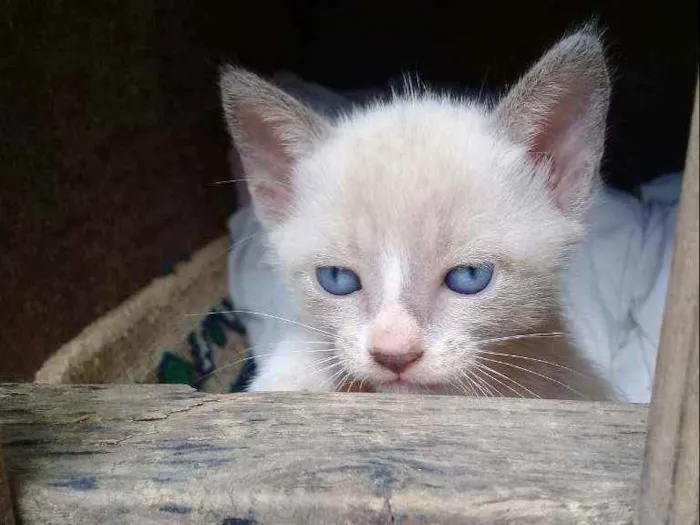 Gato ra a  idade Abaixo de 2 meses nome Novo nome