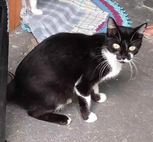Gato ra a SRD  idade 7 a 11 meses nome Sem nome