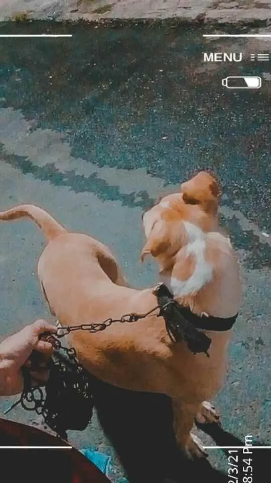 Cachorro ra a SRD idade 1 ano nome Simba 