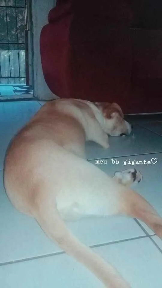 Cachorro ra a SRD idade 1 ano nome Simba 