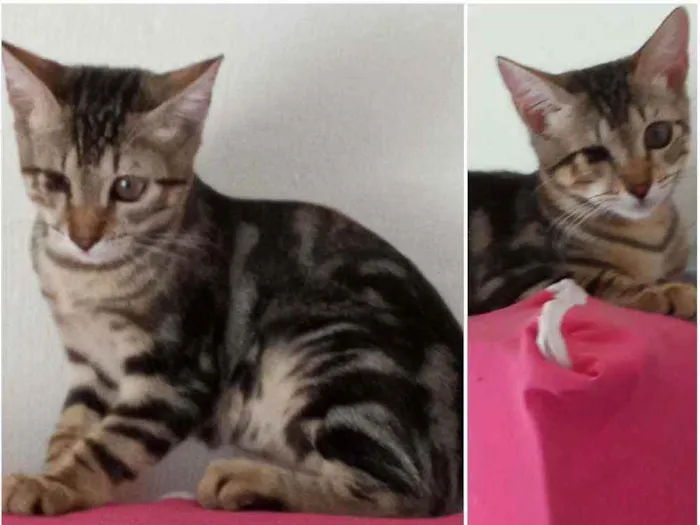 Gato raça Srd idade 2 a 6 meses nome Vinna