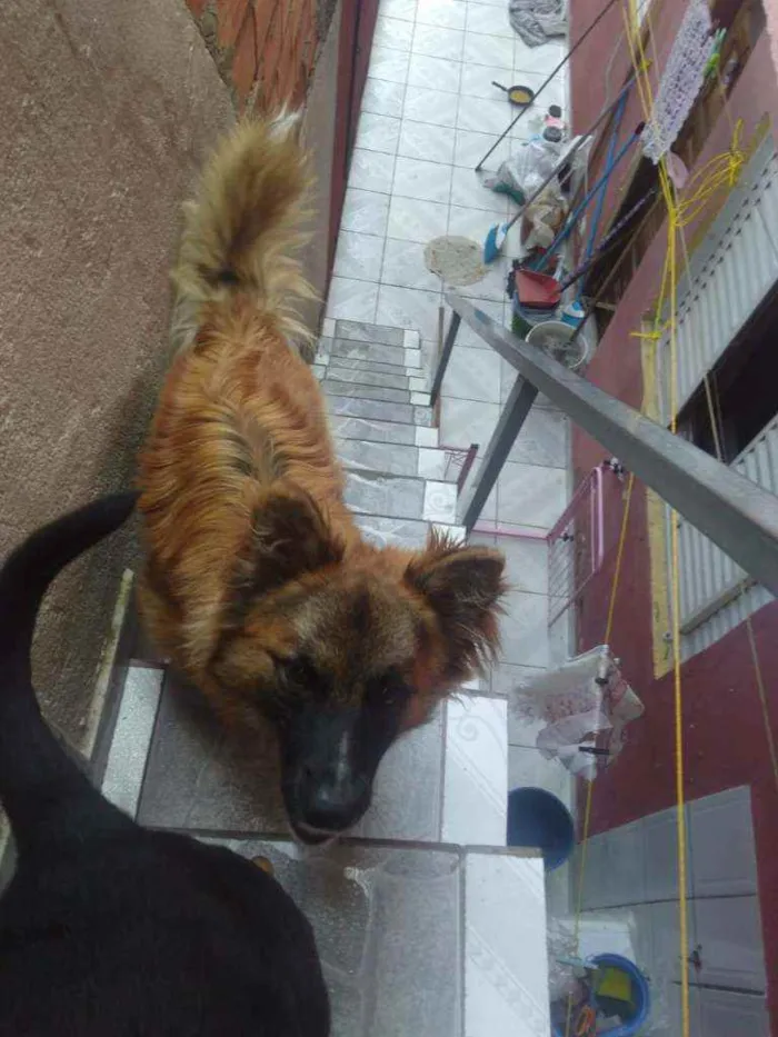 Cachorro ra a Pastor alemão  idade 1 ano nome Dudu