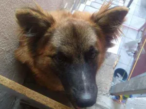 Cachorro raça Pastor alemão  idade 1 ano nome Dudu