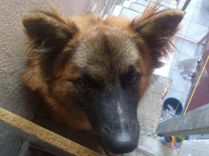 Cachorro ra a Pastor alemão  idade 1 ano nome Dudu