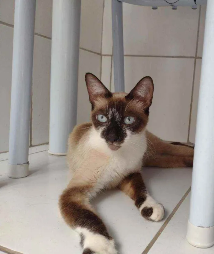 Gato raça SRD idade 2 a 6 meses nome Perlla