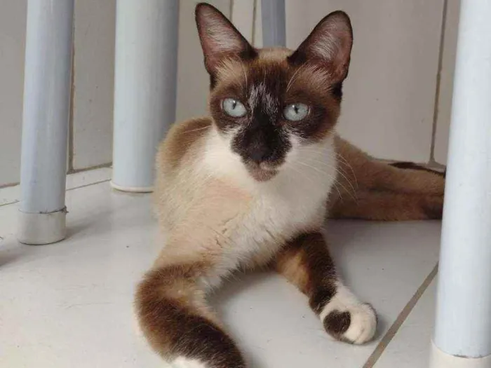 Gato raça SRD idade 2 a 6 meses nome Perlla