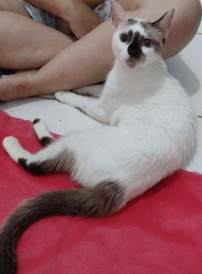 Gato ra a SRD idade 7 a 11 meses nome Perola