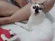 Perola
