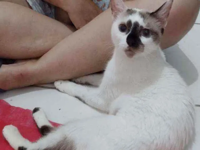 Gato ra a SRD idade 7 a 11 meses nome Perola