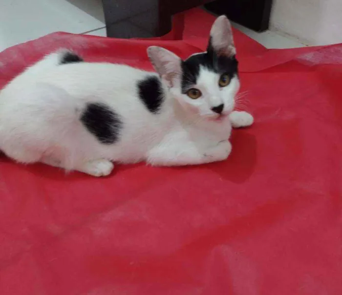 Gato ra a SRD idade 2 a 6 meses nome BRAD