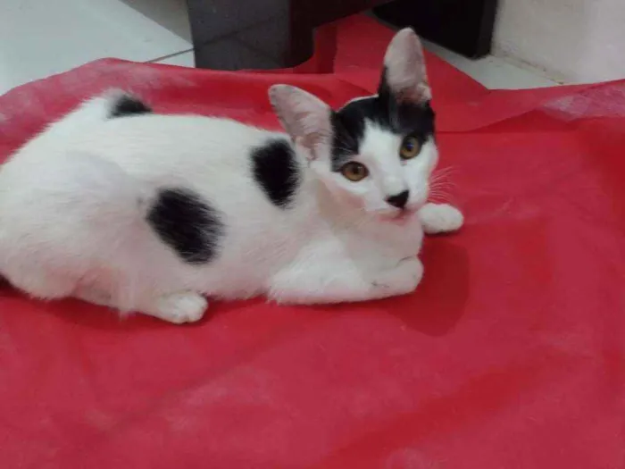 Gato ra a SRD idade 2 a 6 meses nome BRAD