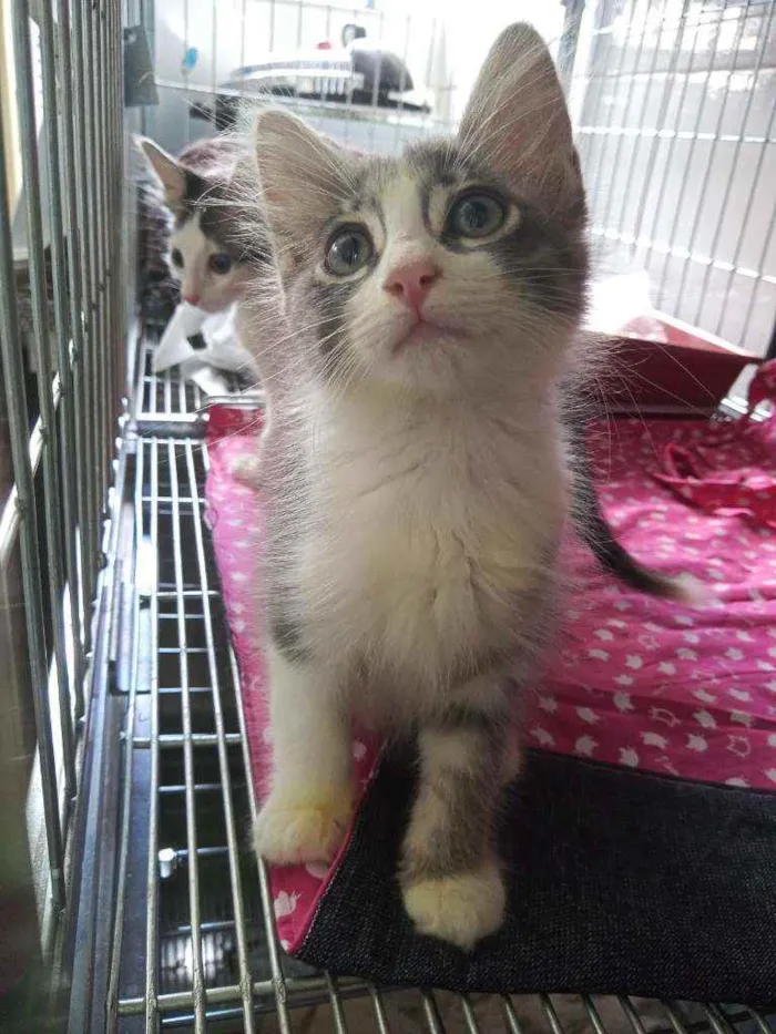 Gato ra a Sem raça definida  idade 2 a 6 meses nome Todos sem nome 