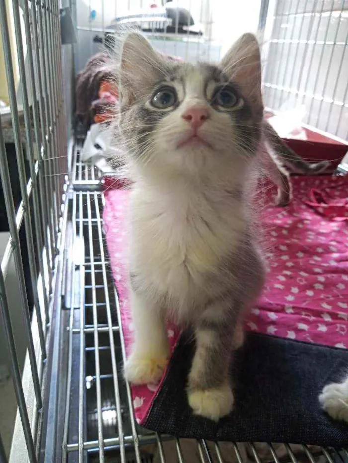 Gato ra a Sem raça definida  idade 2 a 6 meses nome Todos sem nome 