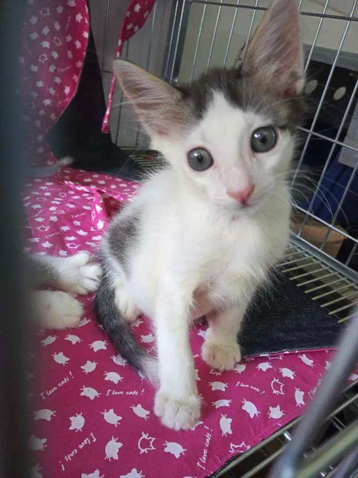 Gato ra a Sem raça definida  idade 2 a 6 meses nome Todos sem nome 