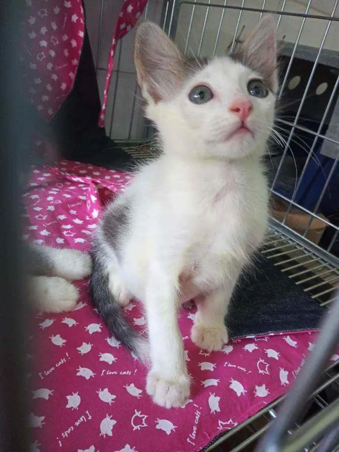 Gato ra a Sem raça definida  idade 2 a 6 meses nome Todos sem nome 