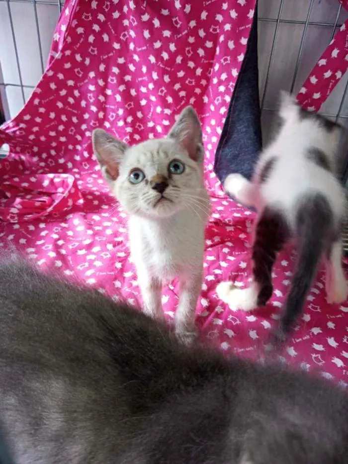Gato ra a Sem raça definida  idade 2 a 6 meses nome Todos sem nome 