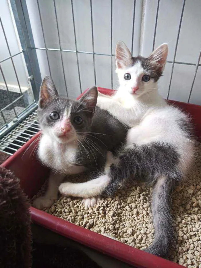 Gato ra a Sem raça definida  idade 2 a 6 meses nome Todos sem nome 
