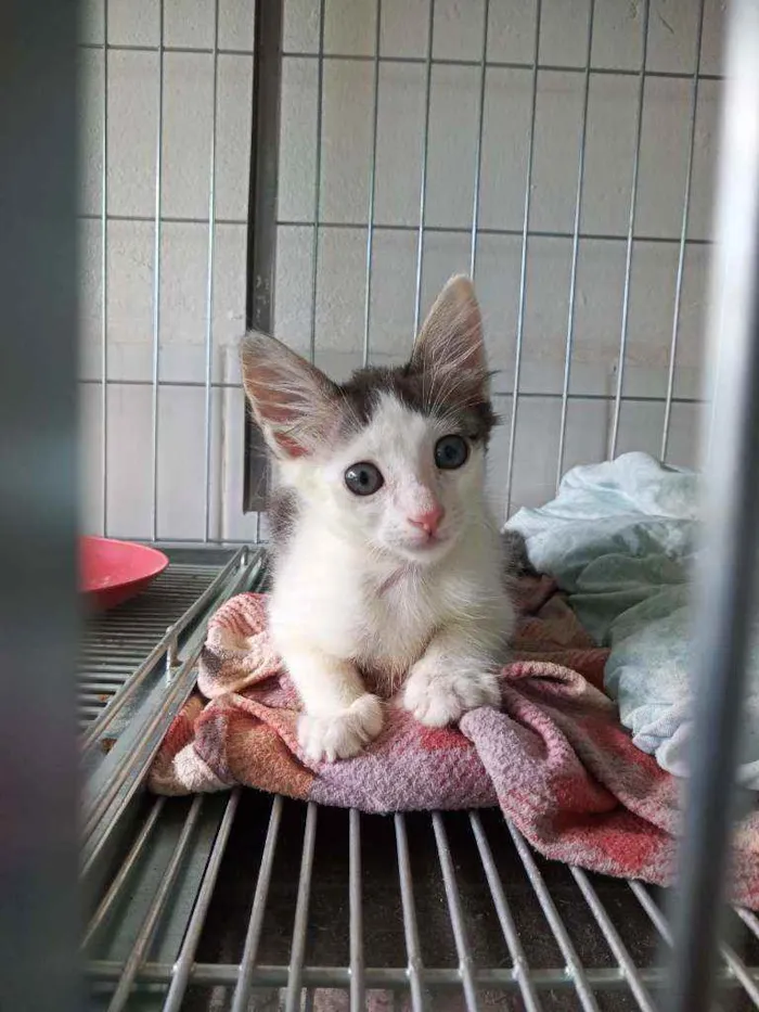 Gato ra a Sem raça definida  idade 2 a 6 meses nome Todos sem nome 
