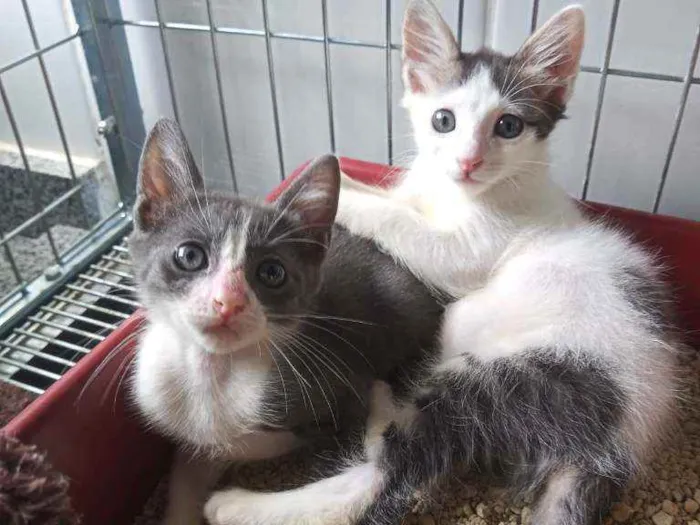 Gato ra a Sem raça definida  idade 2 a 6 meses nome Todos sem nome 