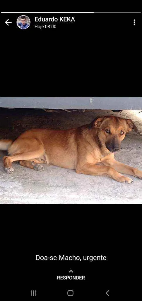 Cachorro ra a Vira lata idade 2 anos nome Joaquim