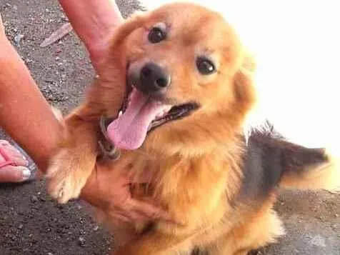 Cachorro raça  idade 1 ano nome Raby 