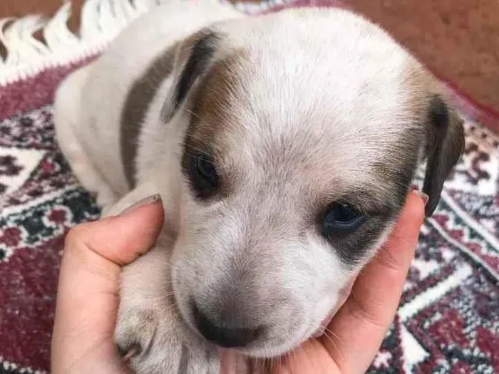 Cachorro ra a  idade Abaixo de 2 meses nome Filhote para adoção 