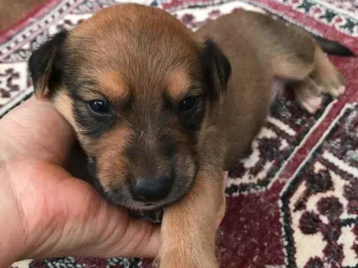 Cachorro ra a  idade Abaixo de 2 meses nome Filhote para adoção 