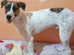 Cachorro raça vira lata idade 1 ano nome Petoco