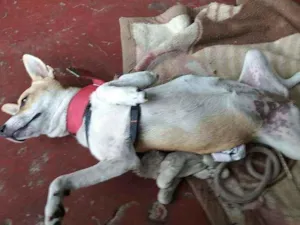 Cachorro raça SRD idade 1 ano nome Babi