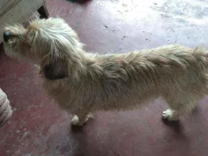 Cachorro raça SRD idade 1 ano nome Lilica