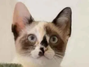 Gato raça SRD idade 2 a 6 meses nome Sem nome