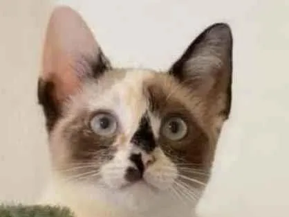 Gato ra a SRD idade 2 a 6 meses nome Sem nome