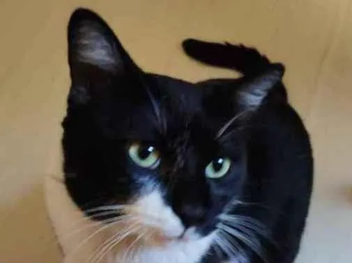 Gato ra a SRD  idade 7 a 11 meses nome Sem nome