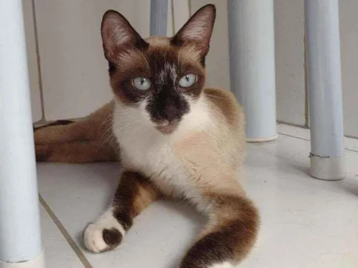 Gato raça SRD idade 2 a 6 meses nome Perlla