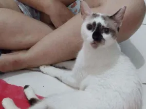 Gato raça SRD idade 7 a 11 meses nome Perola