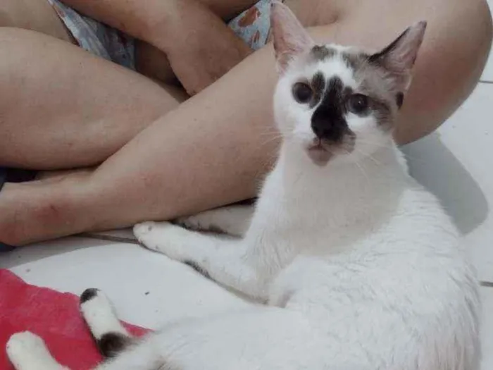 Gato ra a SRD idade 7 a 11 meses nome Perola