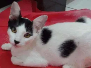 Gato raça SRD idade 2 a 6 meses nome BRAD